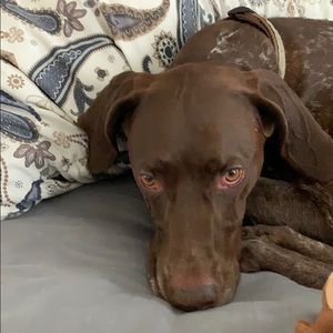 Meet your Posher, Joel